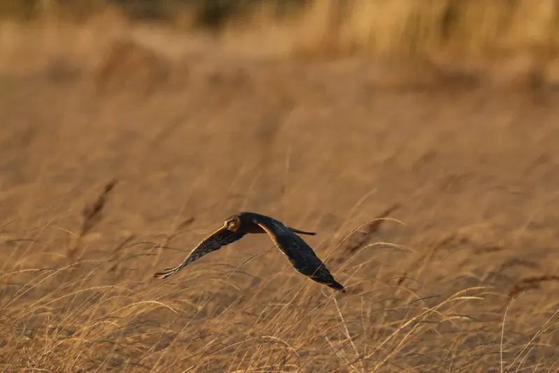 Northern Harrier, Sep 25, 2026