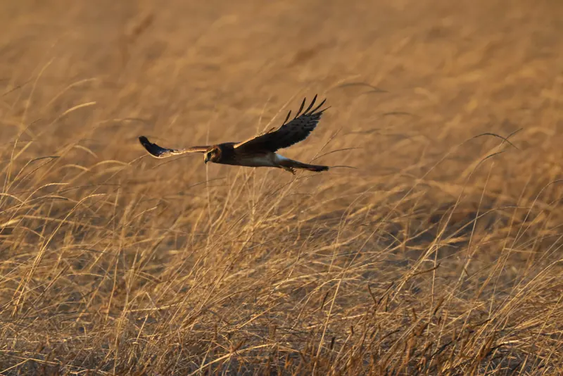 Northern Harrier, Sep 25, 2026