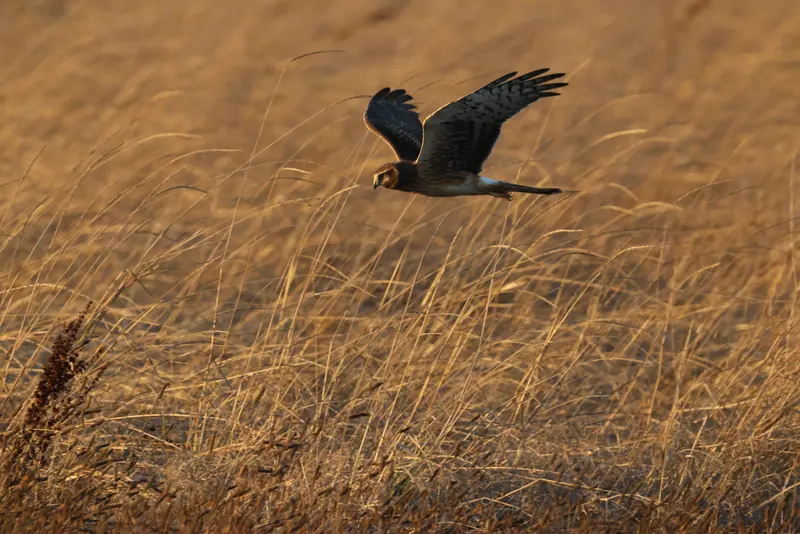 Northern Harrier, Sep 25, 2026