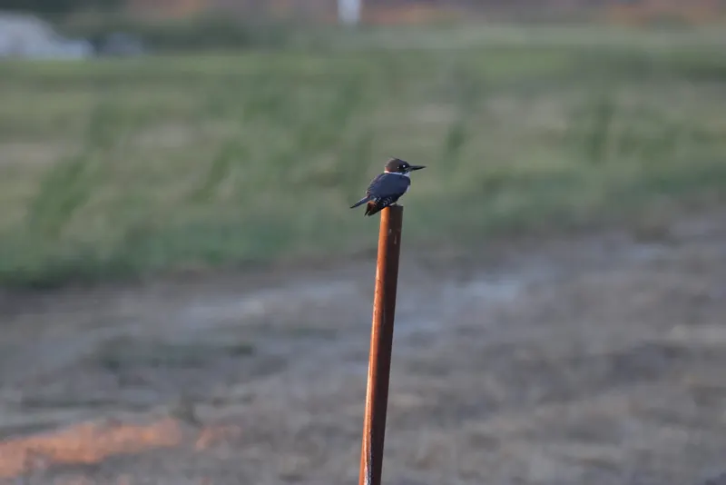 Belted Kingfisher, Sep 25, 2026