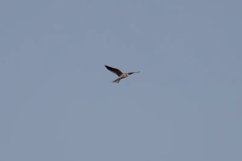 White-tailed kite, Sep 25, 2026