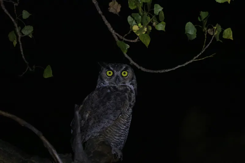 Great Horned Owl, Sep 25, 2026