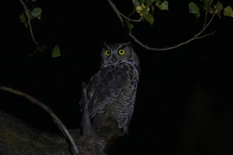Great Horned Owl, Sep 25, 2026