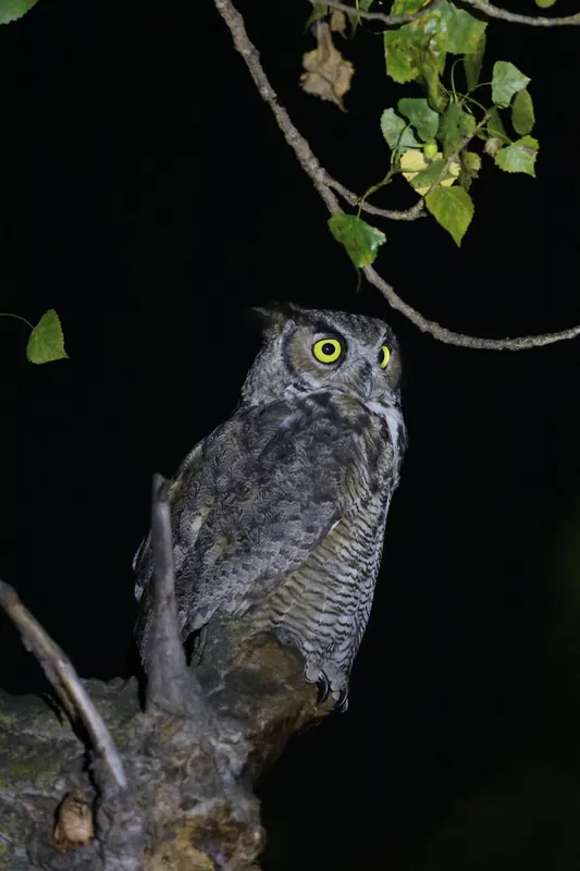 Great Horned Owl, Sep 25, 2026