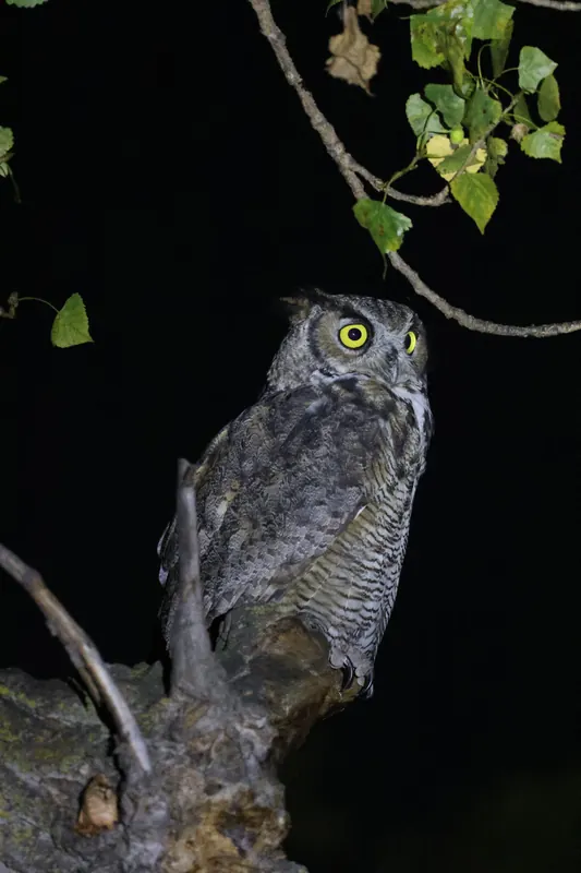 Great Horned Owl, Sep 25, 2026