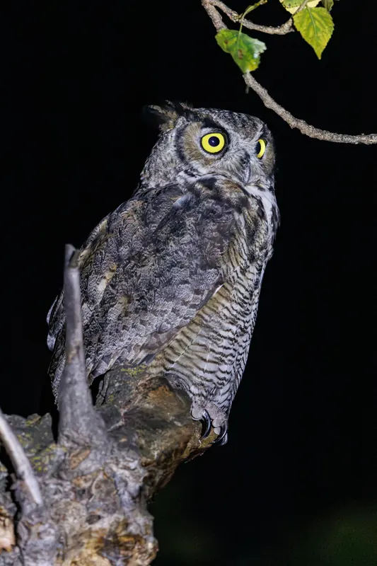 Great Horned Owl, Sep 25, 2026