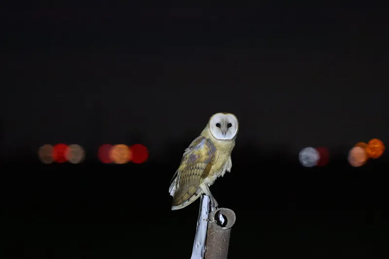 Barn Owl, Sep 25, 2026