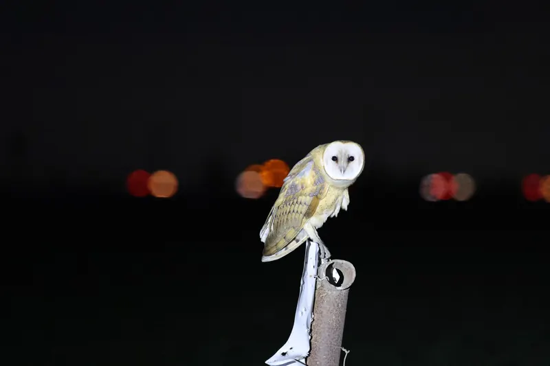 Barn Owl, Sep 25, 2026