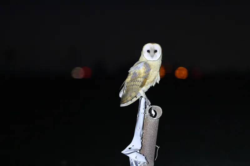 Barn Owl, Sep 25, 2026