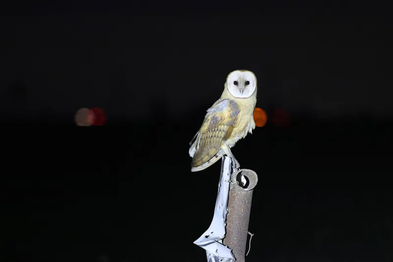 Barn Owl, Sep 25, 2026