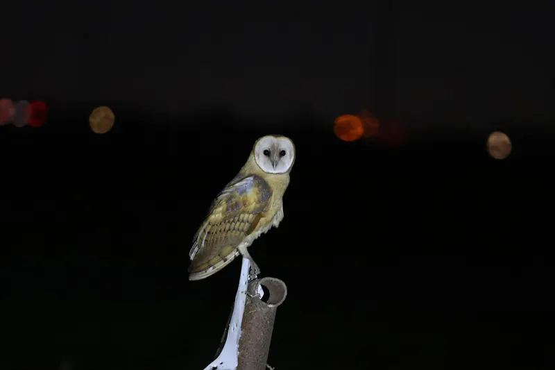 Barn Owl, Sep 25, 2026
