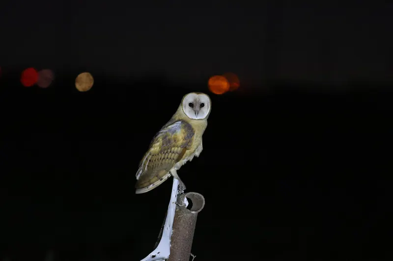 Barn Owl, Sep 25, 2026