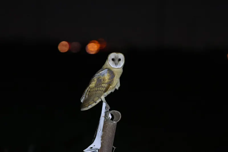 Barn Owl, Sep 25, 2026