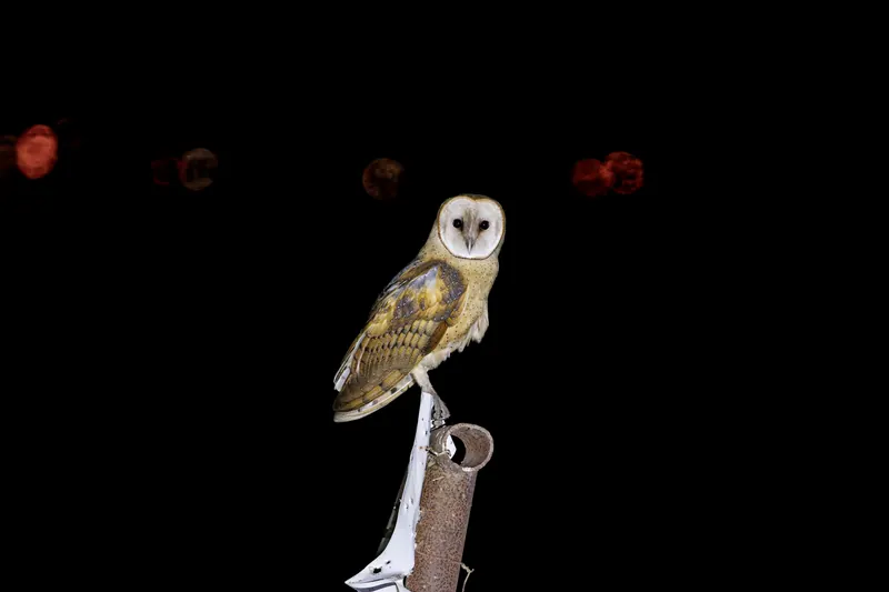 Barn Owl, Sep 25, 2026