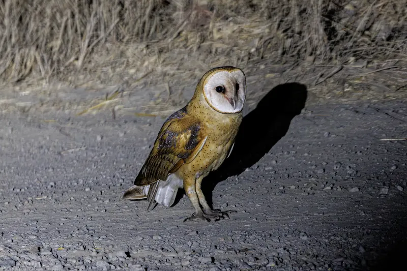 Barn Owl, Sep 25, 2026
