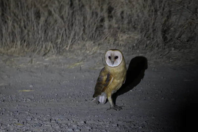Barn Owl, Sep 25, 2026