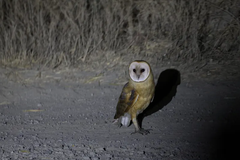 Barn Owl, Sep 25, 2026