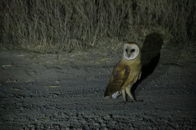 Barn Owl, Sep 25, 2026