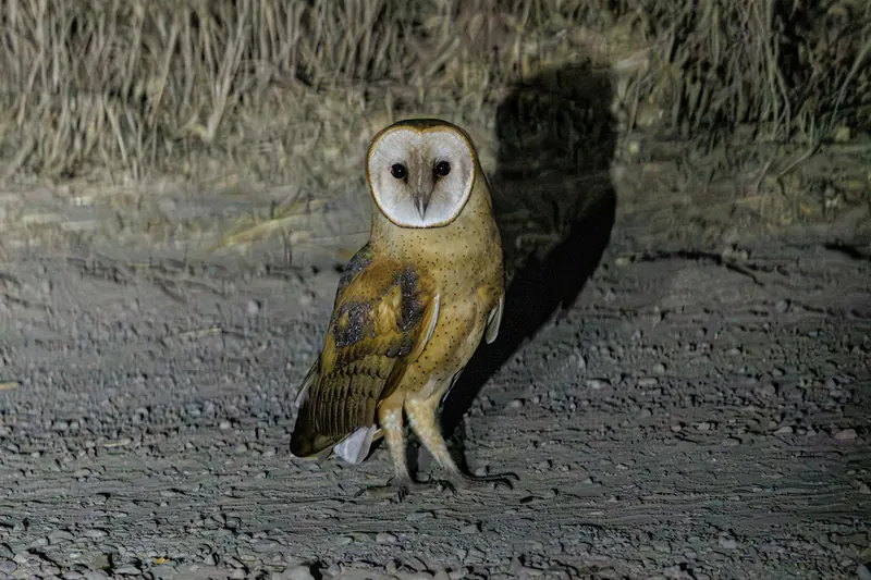 Barn Owl, Sep 25, 2026