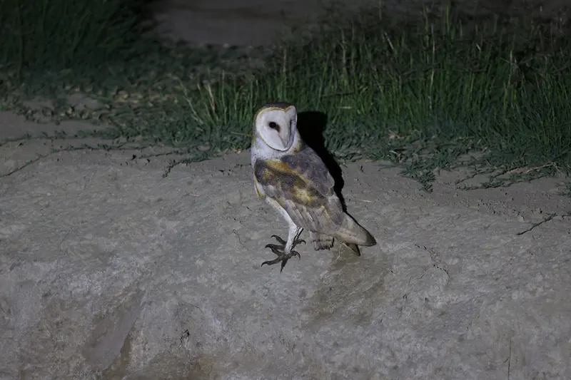 Barn Owl, Oct 2, 2026