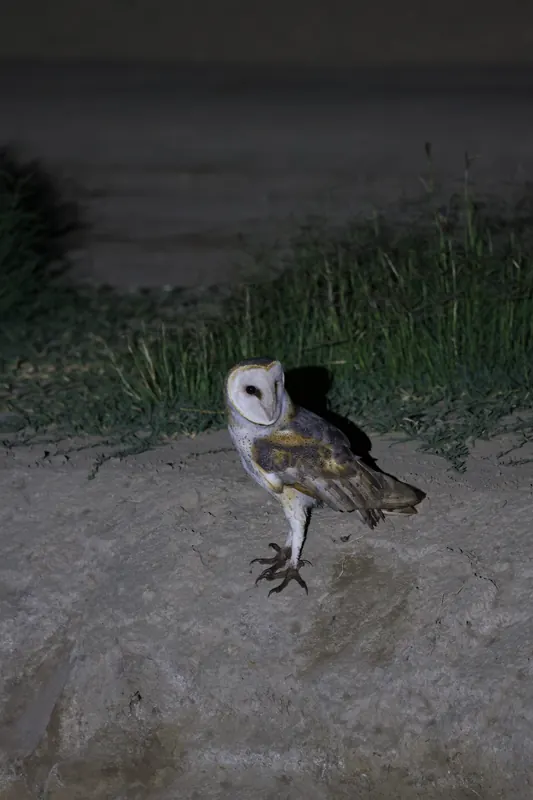 Barn Owl, Oct 2, 2026