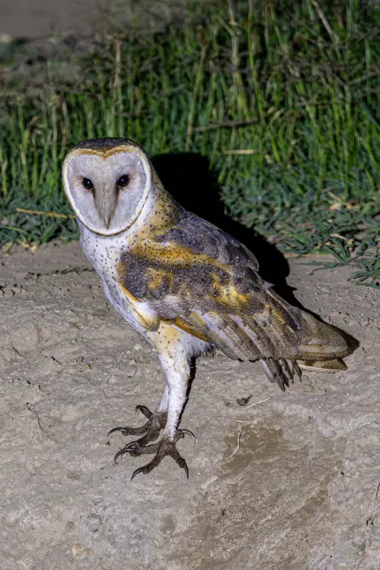 Barn Owl, Oct 2, 2026