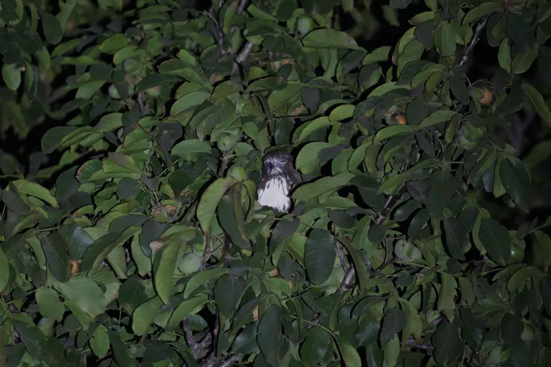 Cooper's Hawk