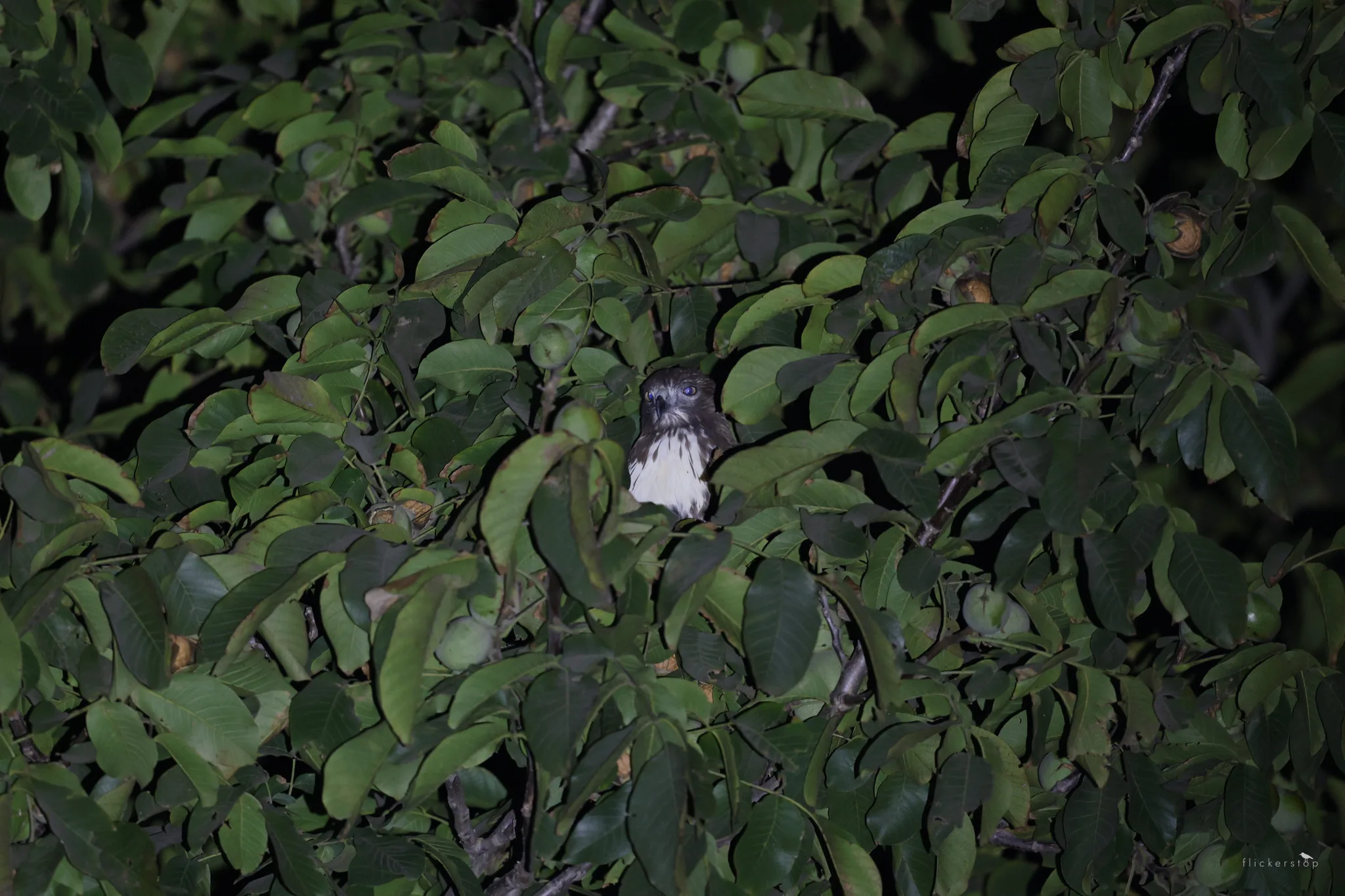 Cooper's Hawk