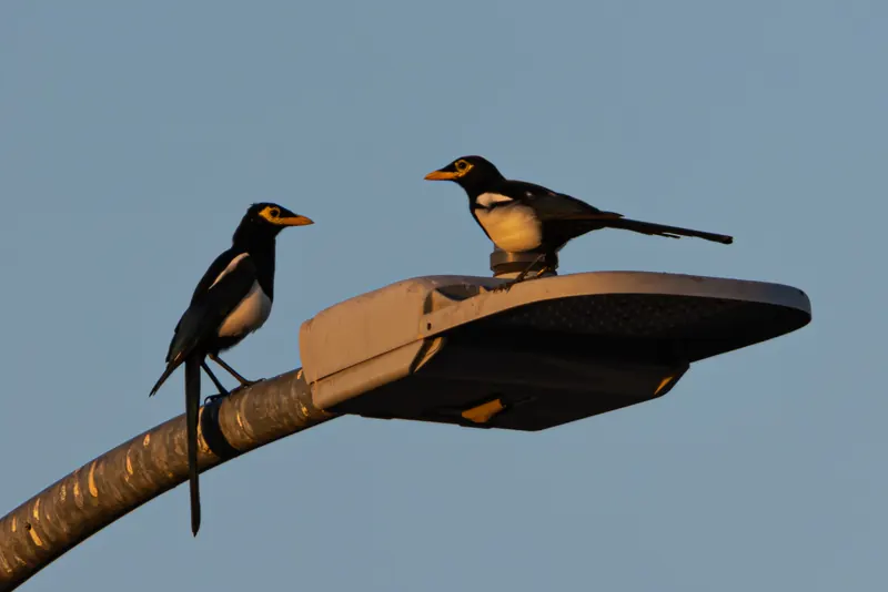 Yellow-billed magpie, Oct 5, 2026