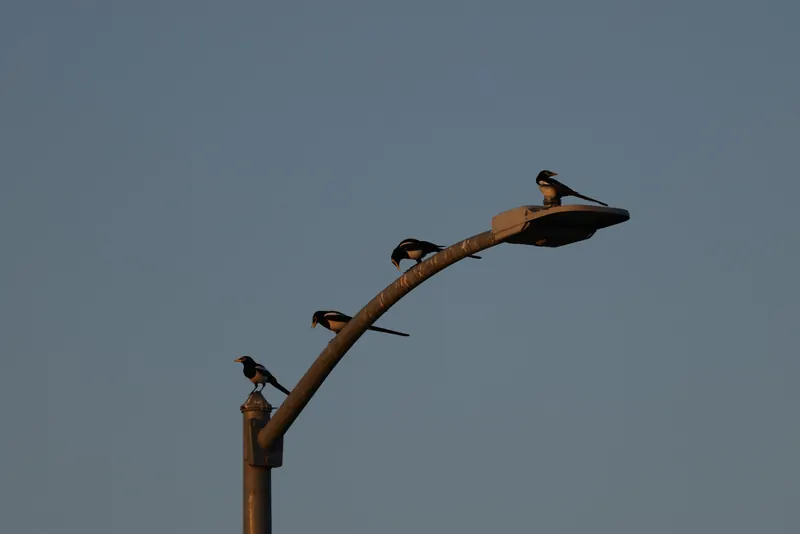 Yellow-billed magpie, Oct 5, 2026