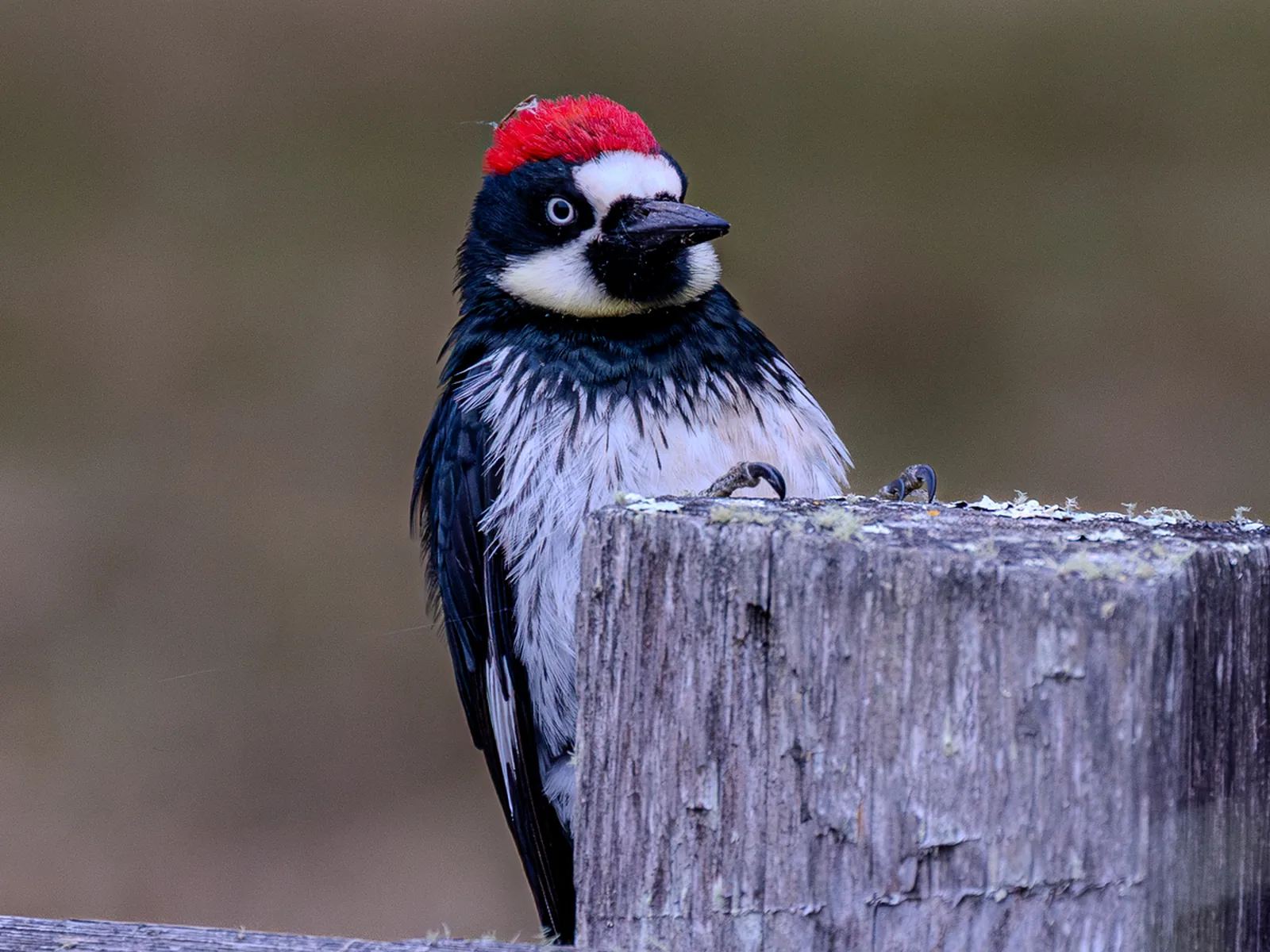 Acorn Woodpecker