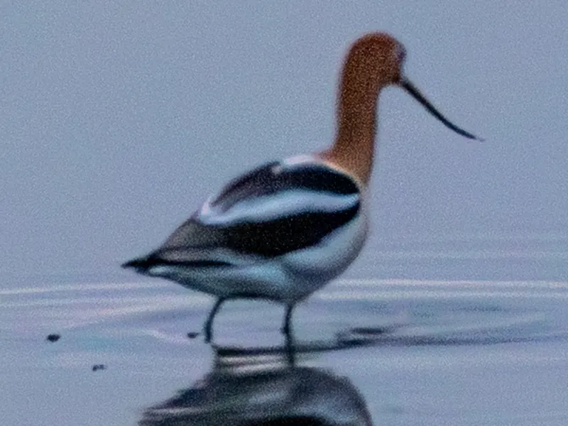 American Avocet