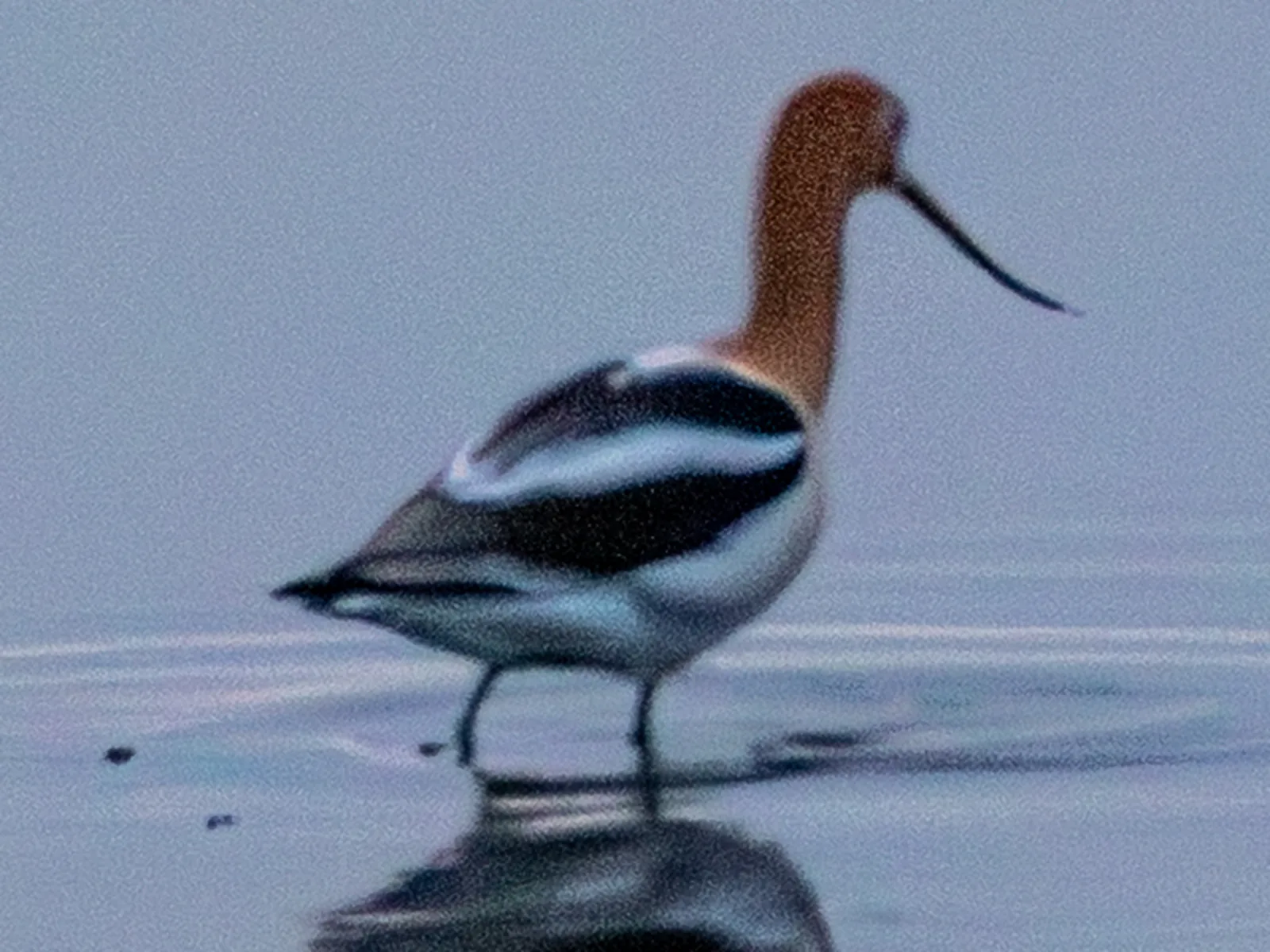 American Avocet