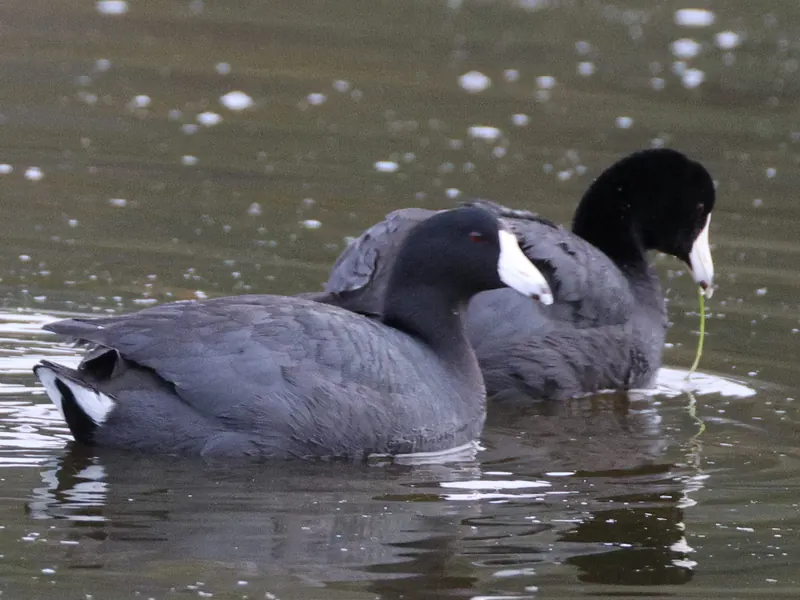 American coot