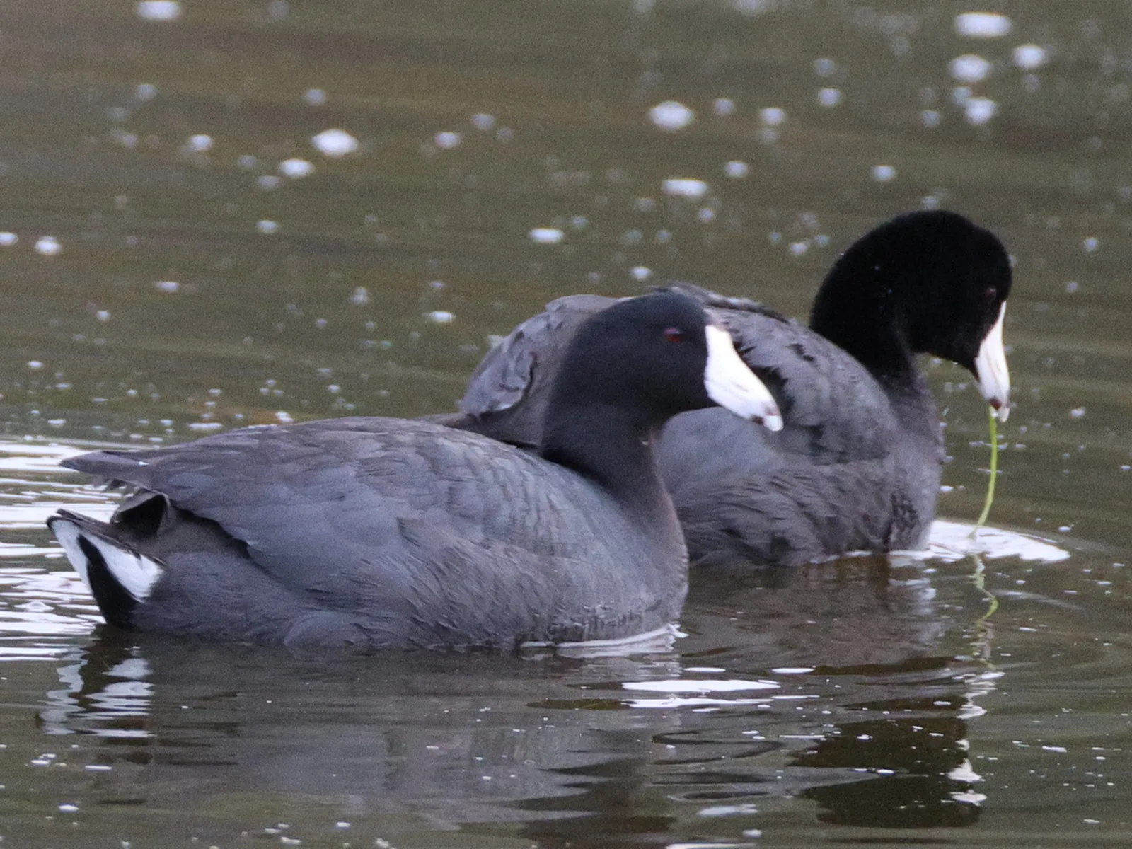 American coot