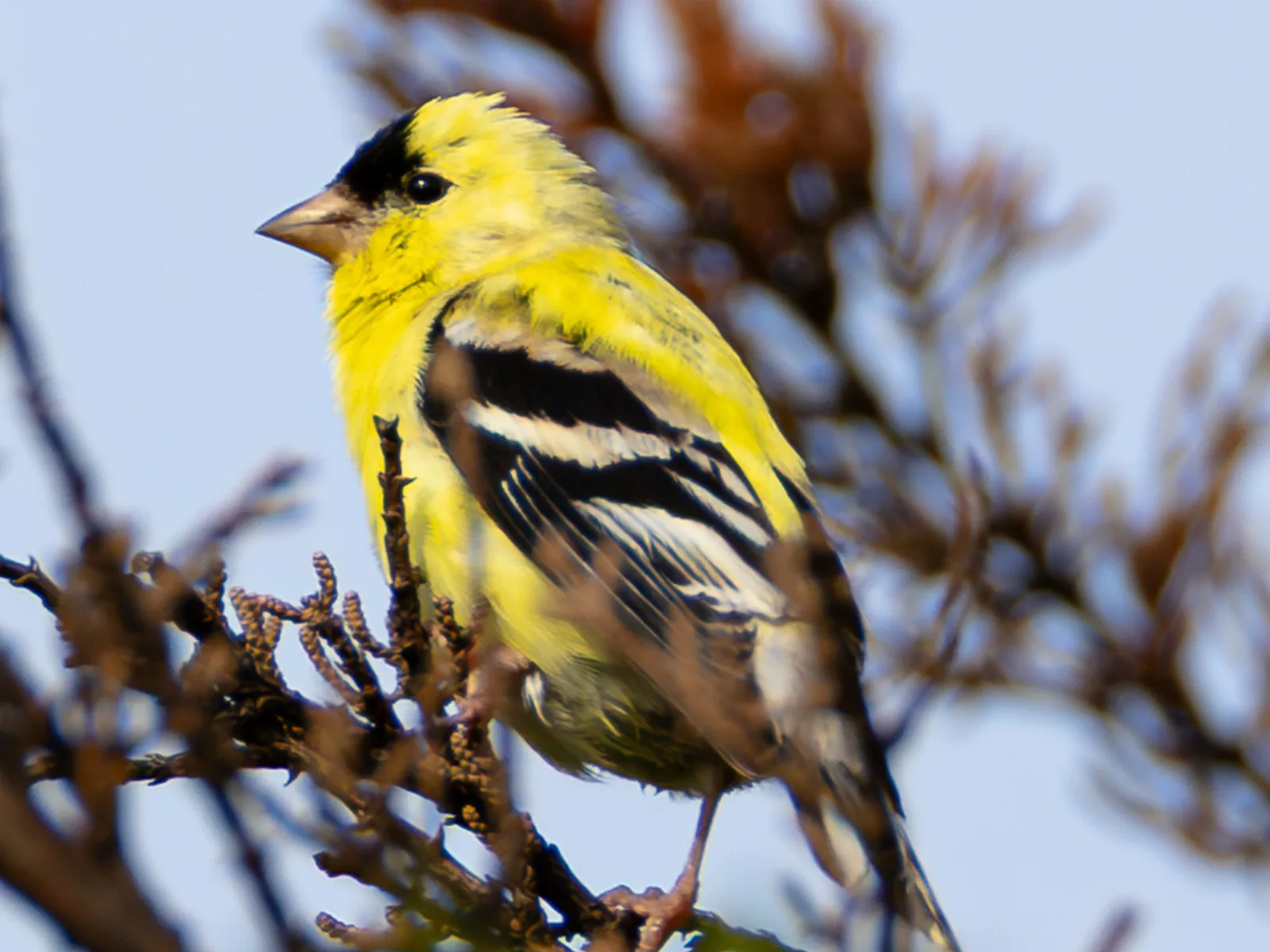 American Goldfinch