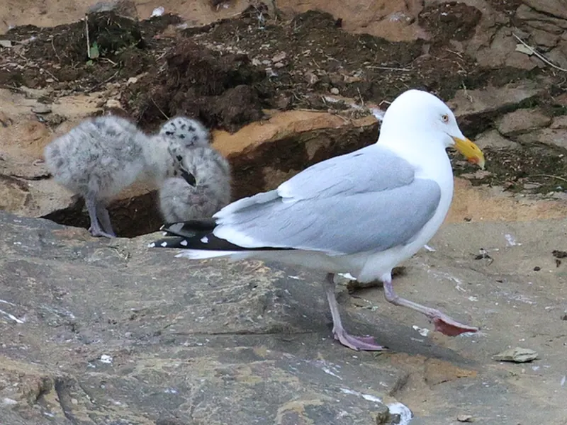 American Herring Gull