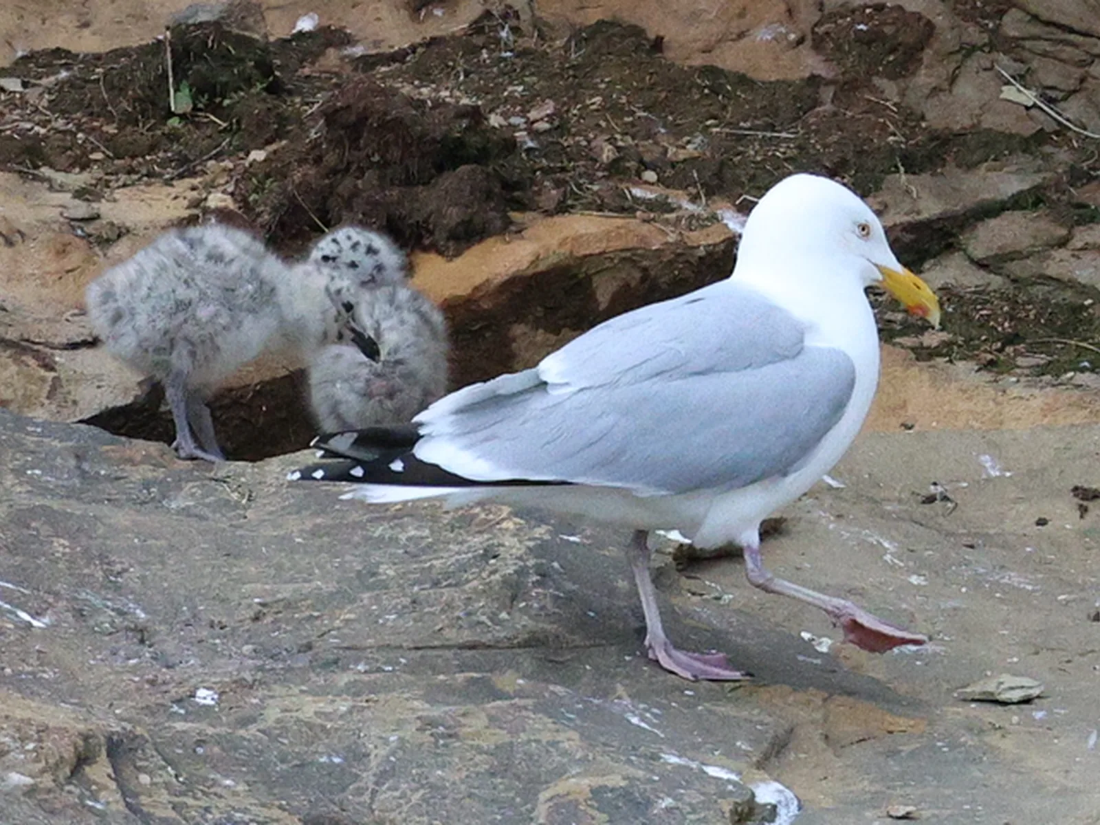American Herring Gull