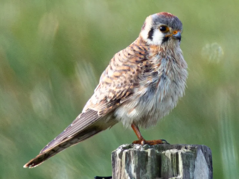 American Kestrel