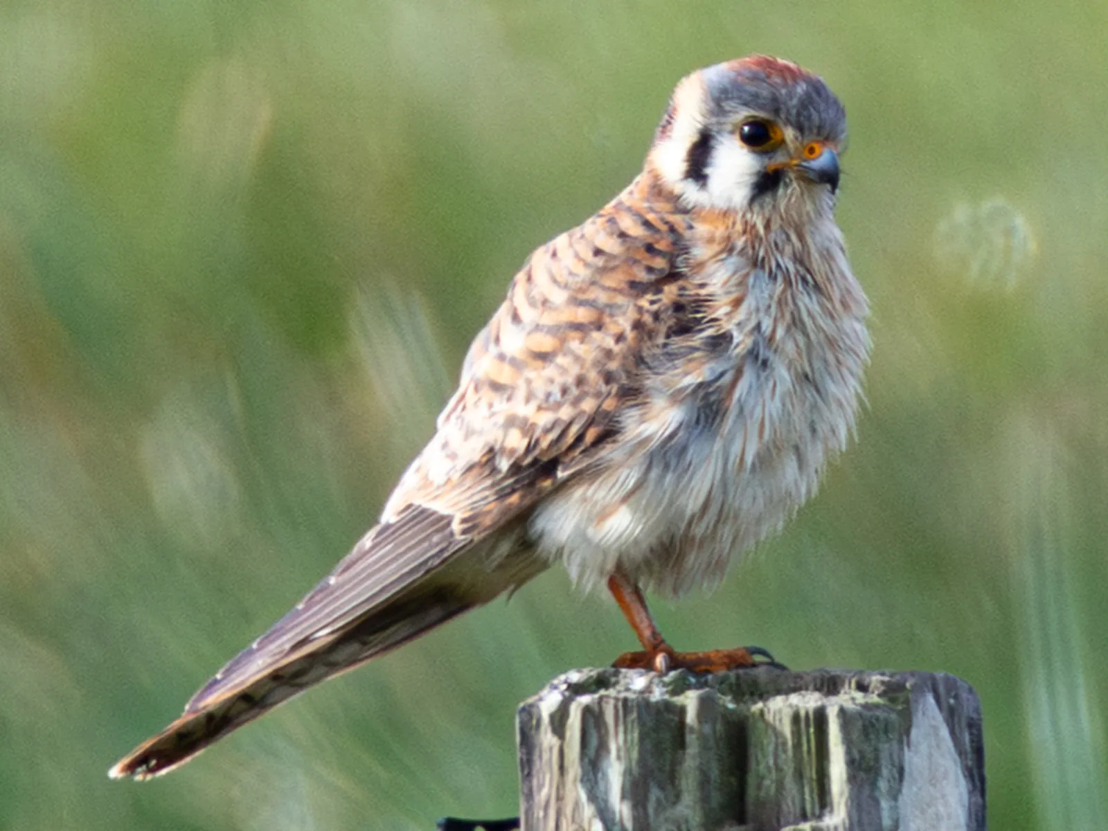 American Kestrel