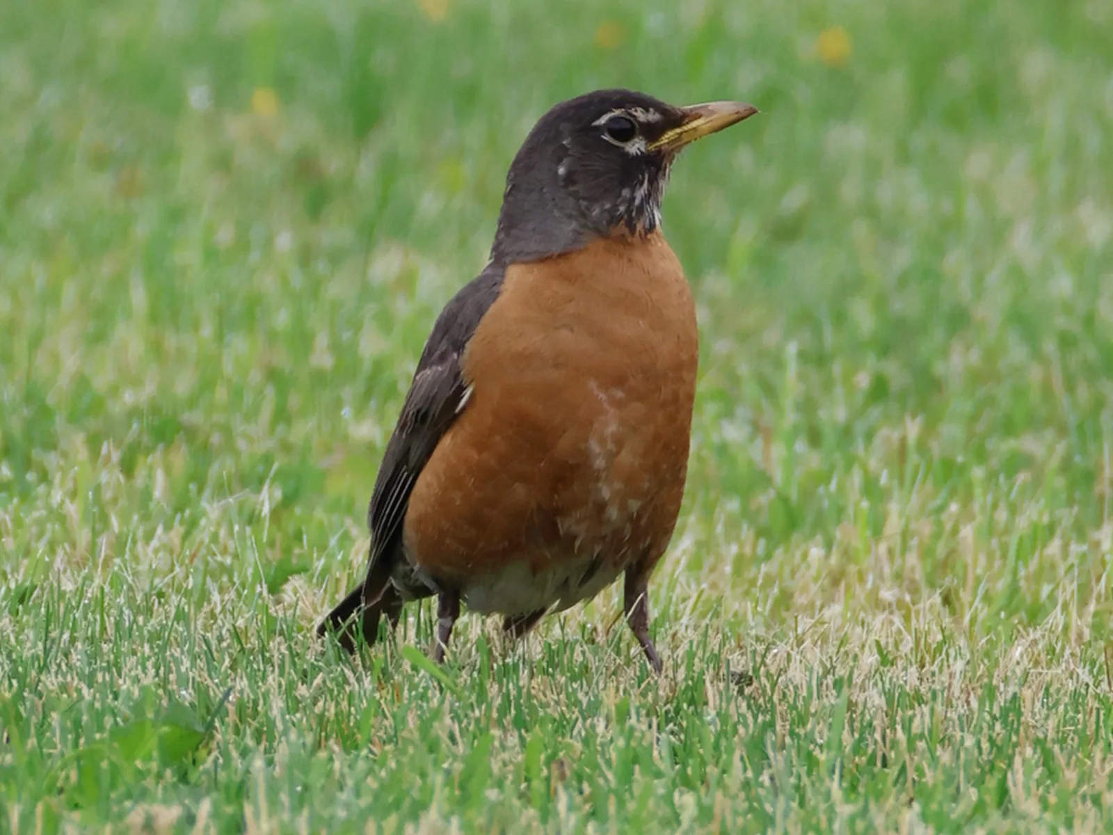 American Robin