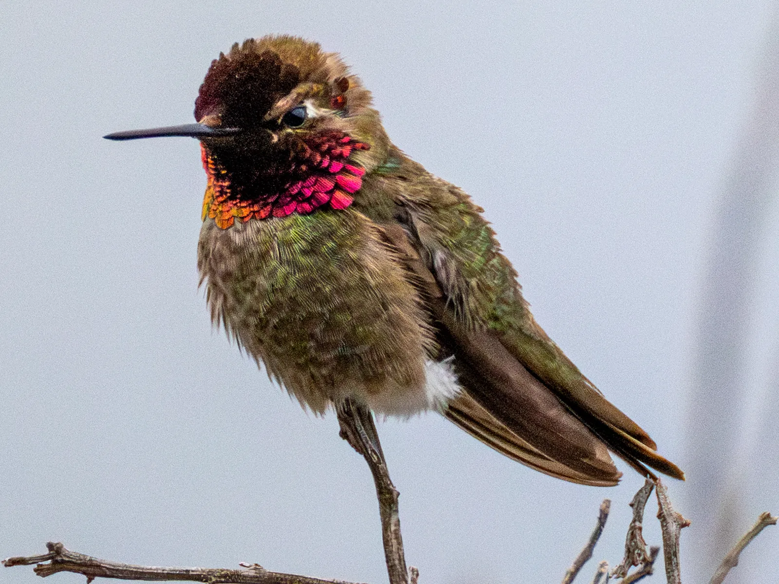 Anna's Hummingbird