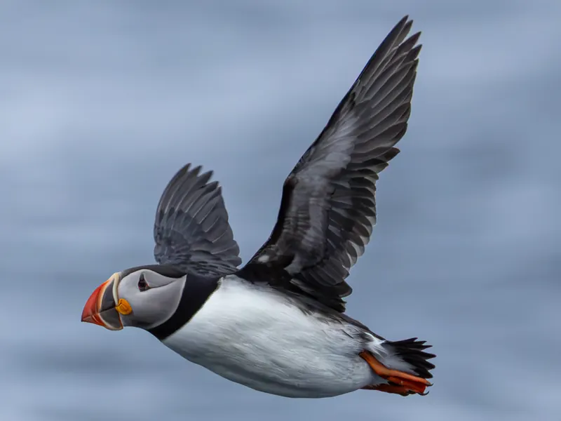 Atlantic Puffins