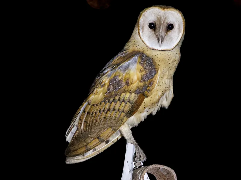 Barn Owl