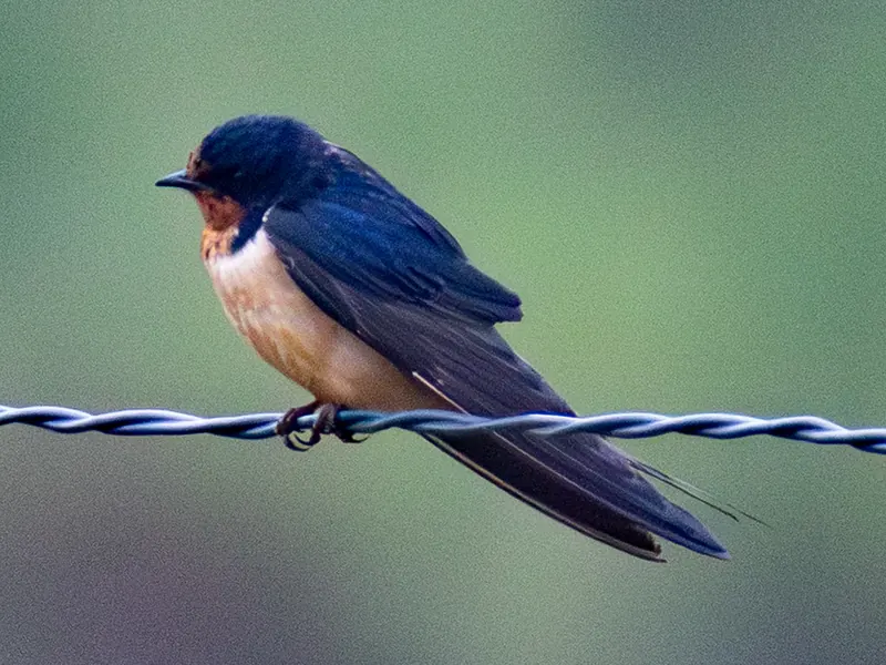 Barn Swallows