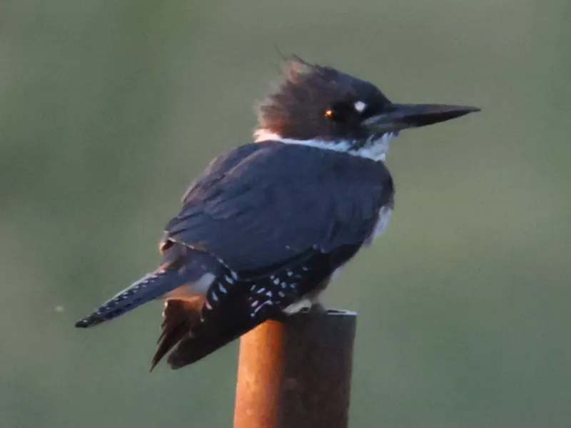 Belted Kingfisher