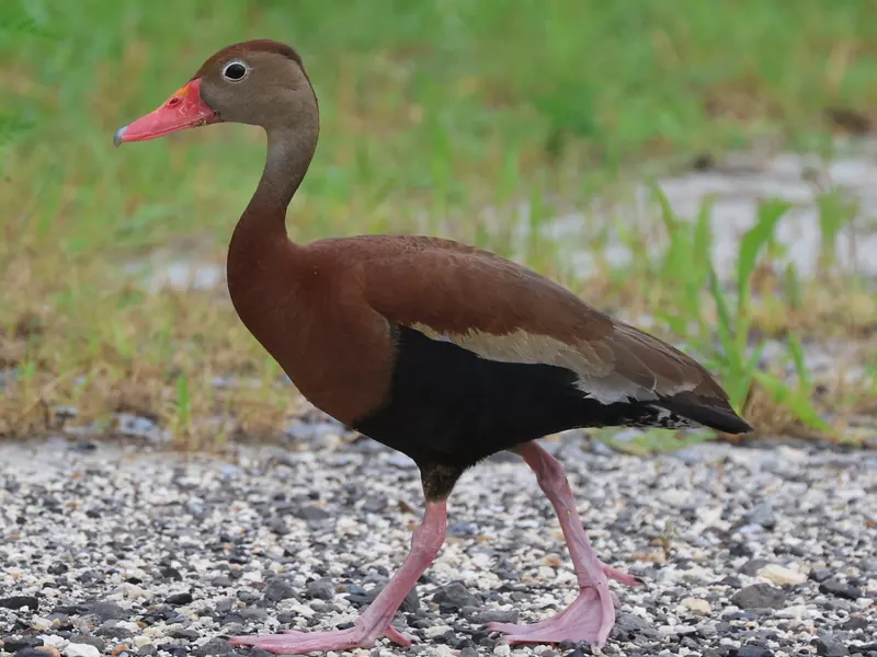 Black-bellied Whistling-Duck