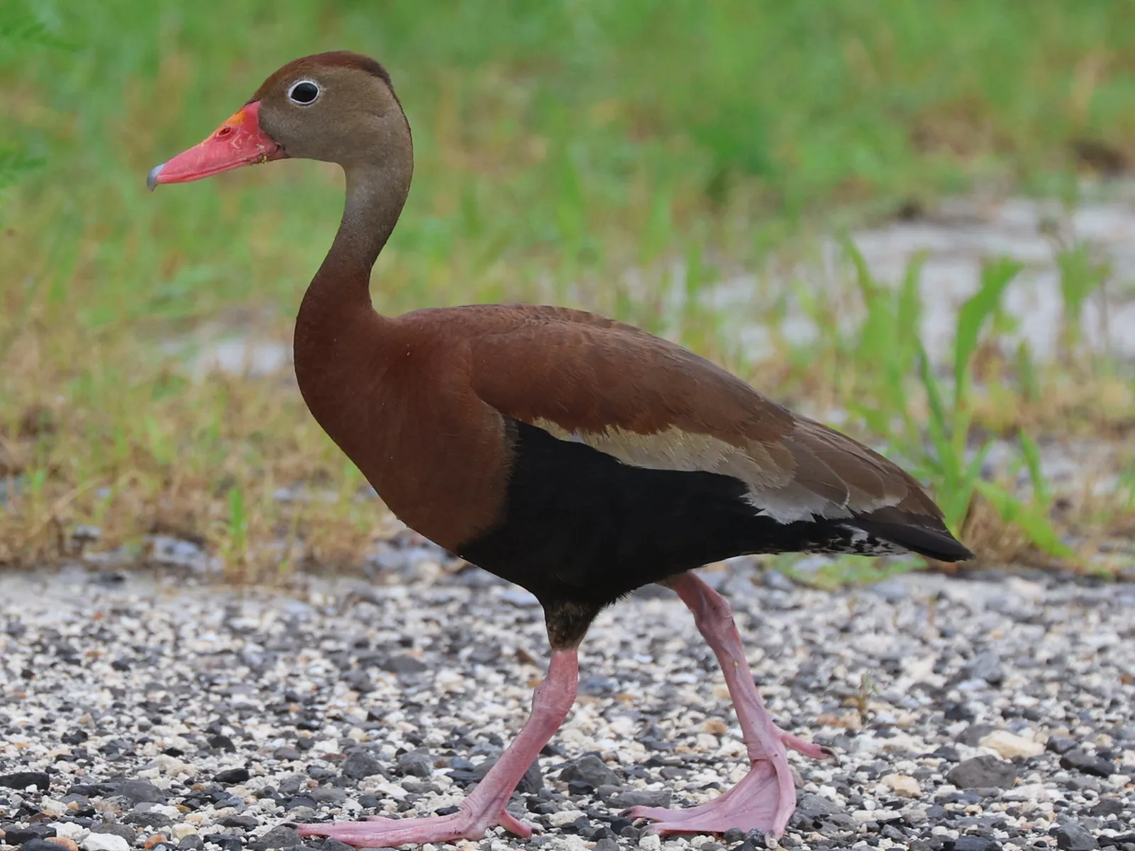 Black-bellied Whistling-Duck