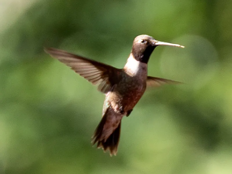 Black-chinned Hummingbird