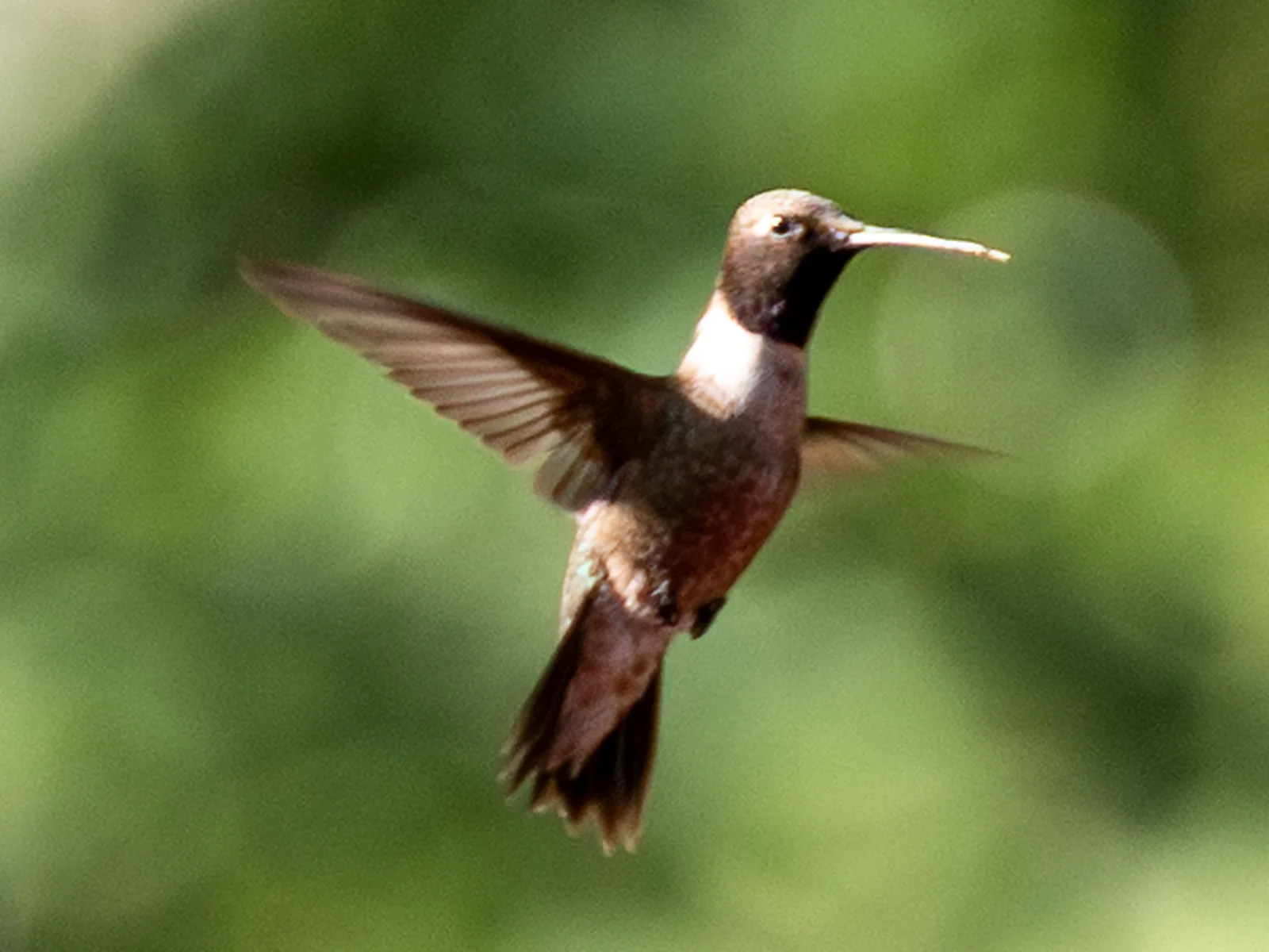Black-chinned Hummingbird
